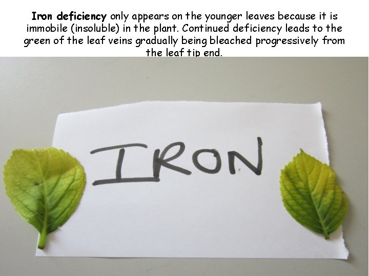 Iron deficiency only appears on the younger leaves because it is immobile (insoluble) in