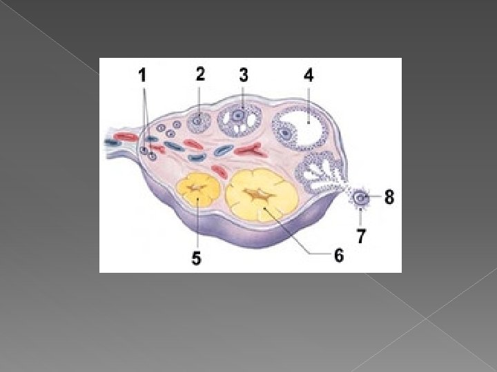Female Reproductive System Honors Anatomy Physiology Functions of