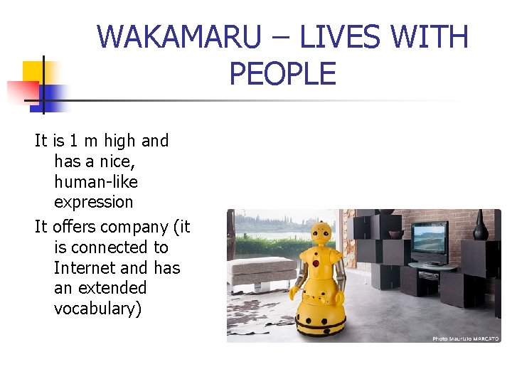 WAKAMARU – LIVES WITH PEOPLE It is 1 m high and has a nice,