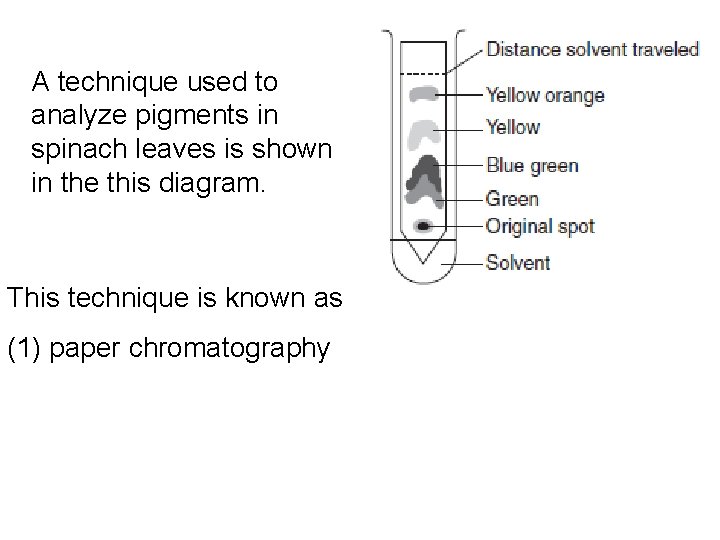 A technique used to analyze pigments in spinach leaves is shown in the this