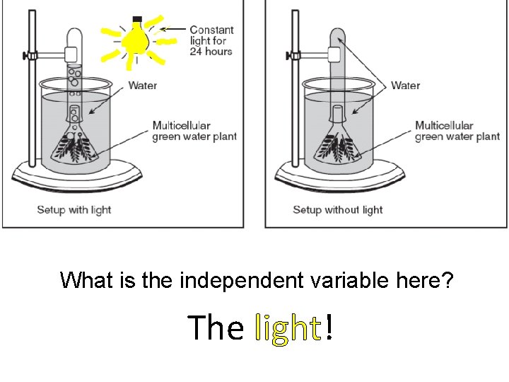 What is the independent variable here? The light! 