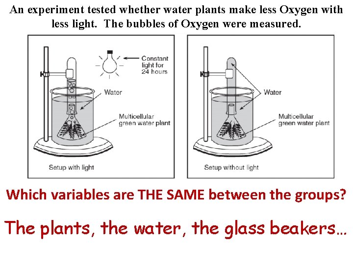 An experiment tested whether water plants make less Oxygen with less light. The bubbles