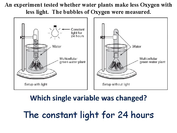 An experiment tested whether water plants make less Oxygen with less light. The bubbles