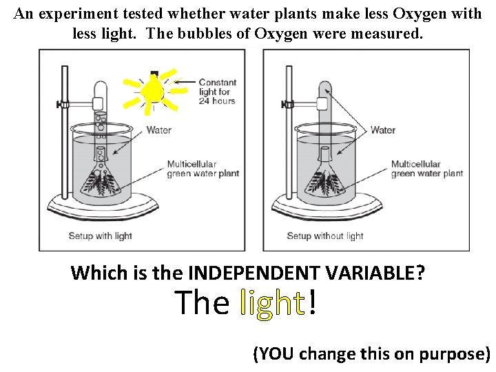 An experiment tested whether water plants make less Oxygen with less light. The bubbles