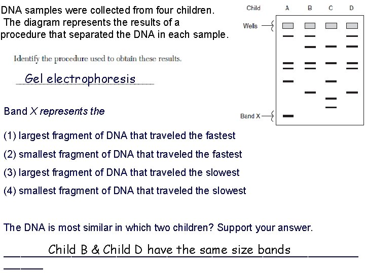 DNA samples were collected from four children. The diagram represents the results of a