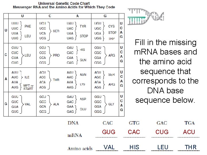D RN NA A T A C G G C A GUGU VAL Fill