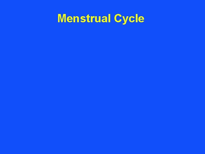 Menstrual Cycle 