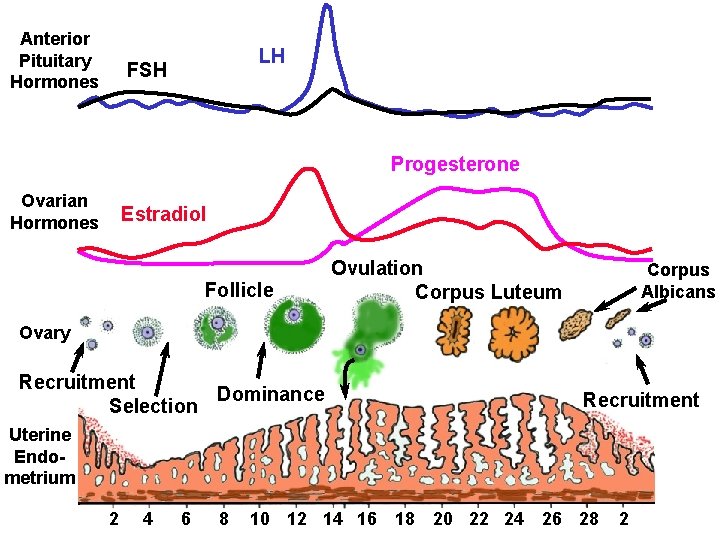 Anterior Pituitary Hormones LH FSH Progesterone Ovarian Hormones Estradiol Follicle Ovulation Corpus Luteum Corpus