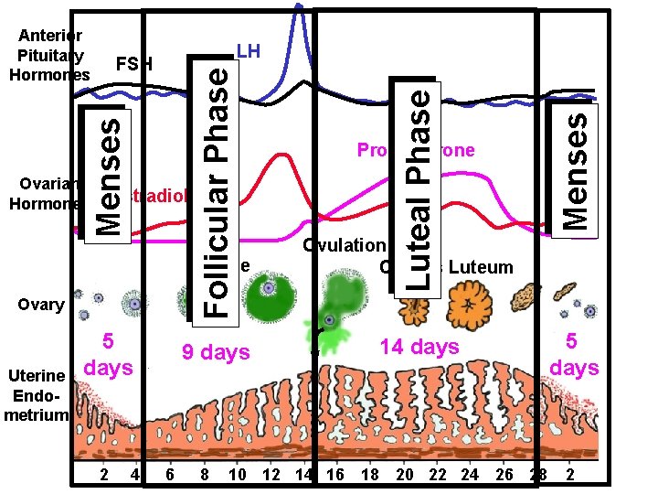 Ovarian Hormones Estradiol Follicle Ovary Uterine Endometrium 5 days 2 4 9 days 6