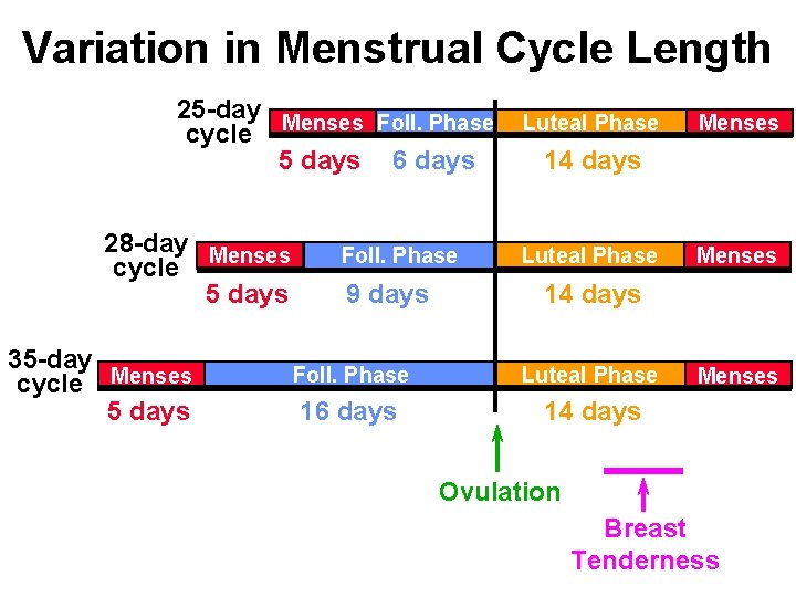 Variation in Menstrual Cycle Length 25 -day Menses Foll. Phase cycle 5 days 6