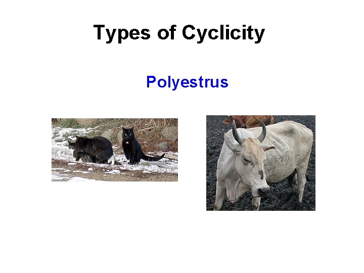 Types of Cyclicity Polyestrus 