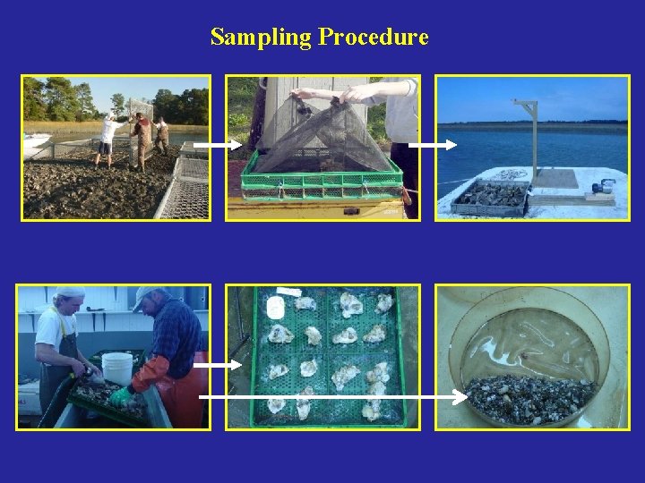 Shellfish Sampling Reefassociated fauna in Chesapeake Bay Does oyster species