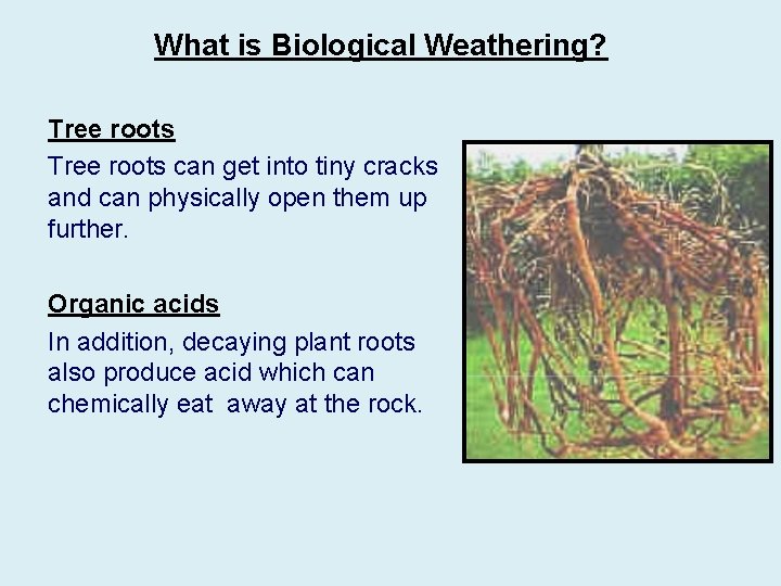 What is Biological Weathering? Tree roots can get into tiny cracks and can physically