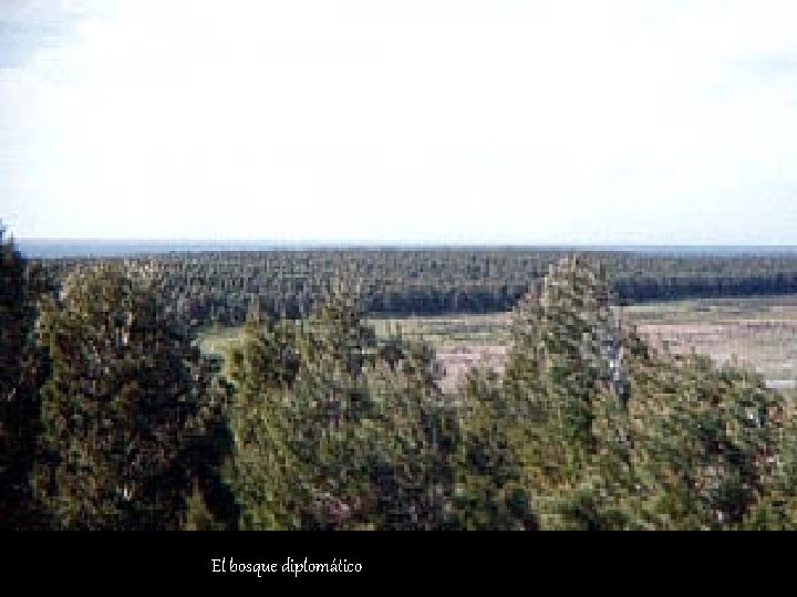 El bosque diplomático El bosque diplomático