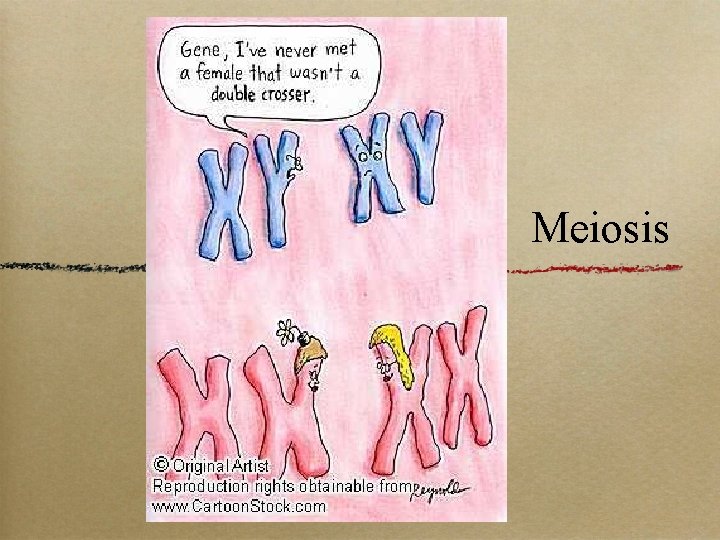 Meiosis 