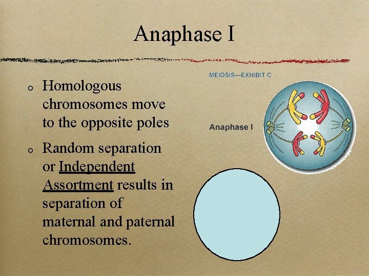Anaphase I Homologous chromosomes move to the opposite poles Random separation or Independent Assortment