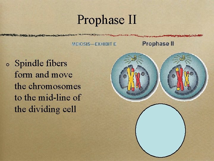 Prophase II Spindle fibers form and move the chromosomes to the mid-line of the