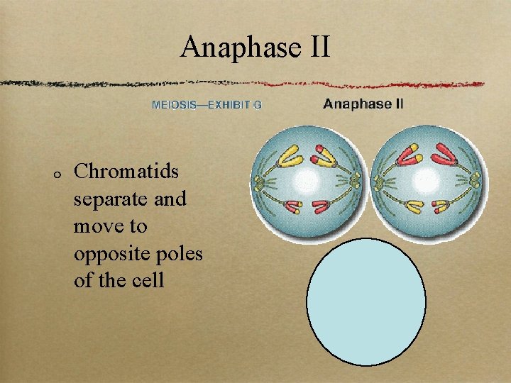 Anaphase II Chromatids separate and move to opposite poles of the cell 