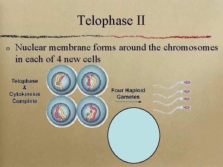 Telophase II Nuclear membrane forms around the chromosomes in each of 4 new cells
