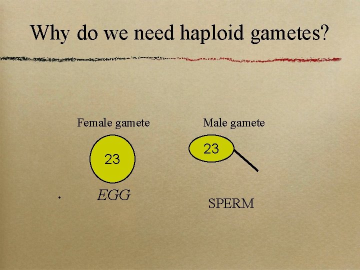 Why do we need haploid gametes? Female gamete 23 • EGG Male gamete 23