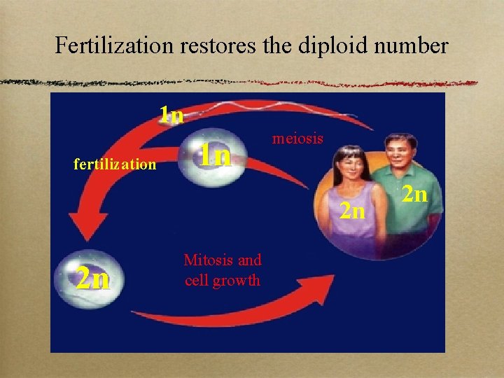 Fertilization restores the diploid number 1 n fertilization 1 n meiosis 2 n 2