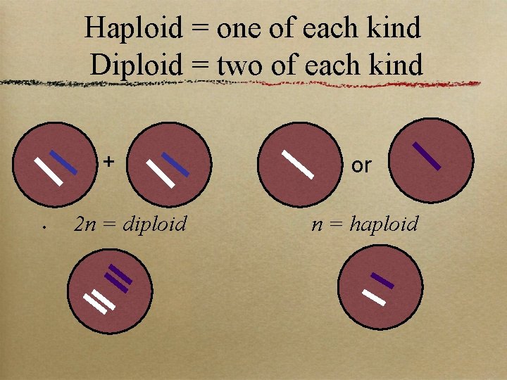 Haploid = one of each kind Diploid = two of each kind + •