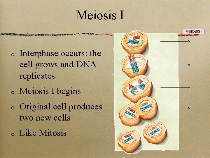 Meiosis I Interphase occurs: the cell grows and DNA replicates Meiosis I begins Original