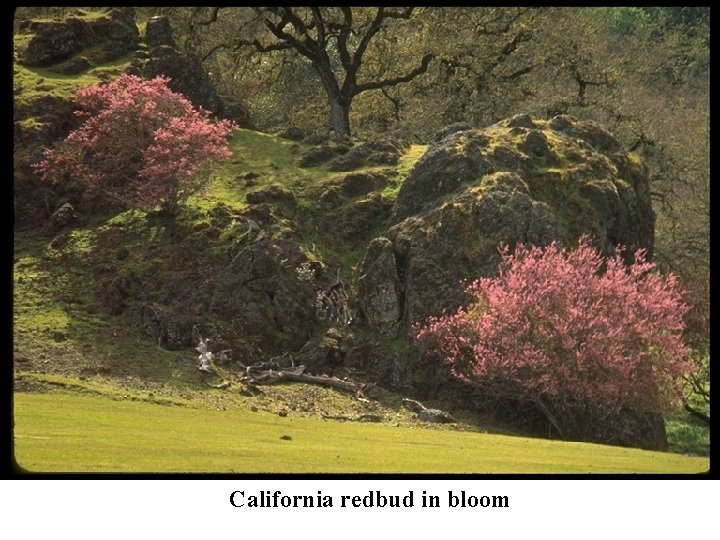California redbud in bloom 