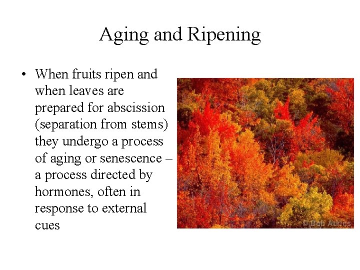 Aging and Ripening • When fruits ripen and when leaves are prepared for abscission