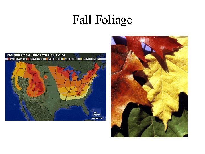 Fall Foliage 