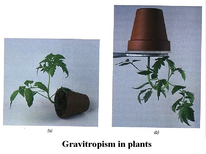 Gravitropism in plants 