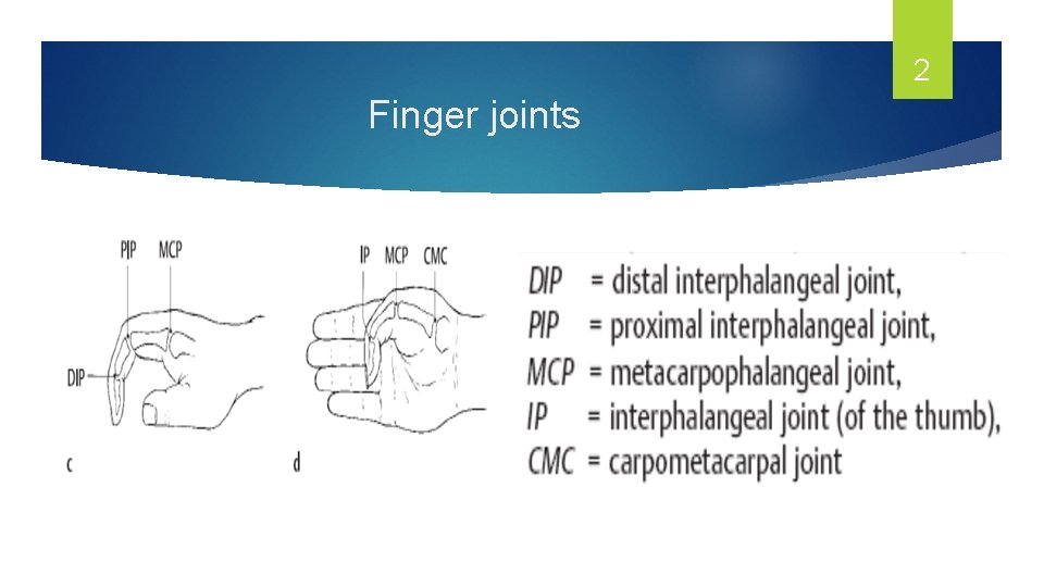 2 Finger joints 