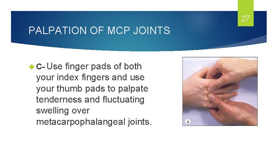 27 PALPATION OF MCP JOINTS C- Use finger pads of both your index fingers