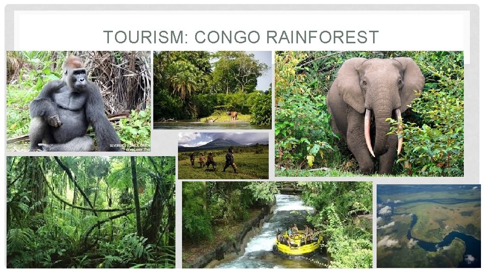 TOURISM: CONGO RAINFOREST 