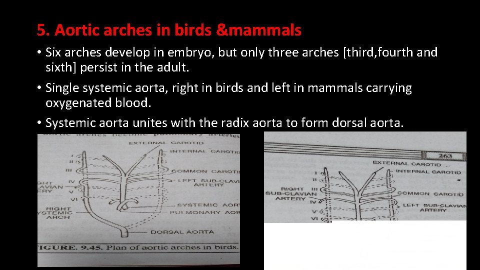 5. Aortic arches in birds &mammals • Six arches develop in embryo, but only