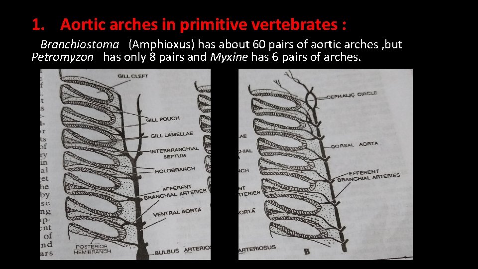 1. Aortic arches in primitive vertebrates : Branchiostoma (Amphioxus) has about 60 pairs of