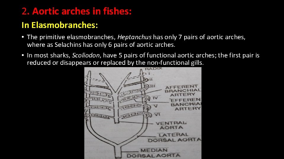 2. Aortic arches in fishes: In Elasmobranches: • The primitive elasmobranches, Heptanchus has only