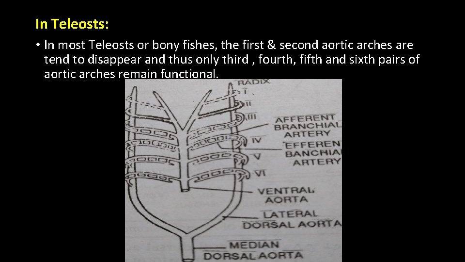 In Teleosts: • In most Teleosts or bony fishes, the first & second aortic