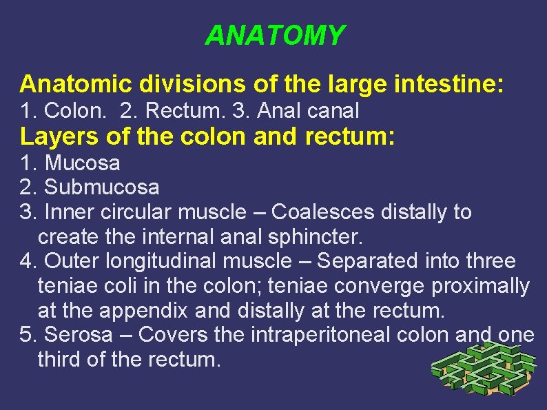 ANATOMY Anatomic divisions of the large intestine: 1. Colon. 2. Rectum. 3. Anal canal ANATOMY Anatomic divisions of the large intestine: 1. Colon. 2. Rectum. 3. Anal canal