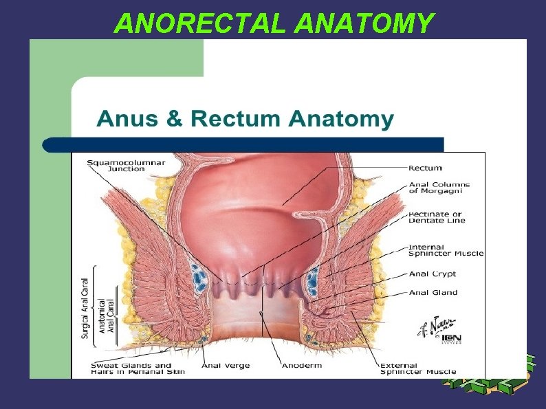 ANORECTAL ANATOMY ANORECTAL ANATOMY