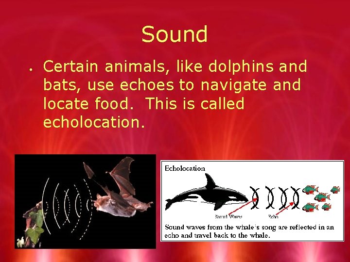 Sound Certain animals, like dolphins and bats, use echoes to navigate and locate food.
