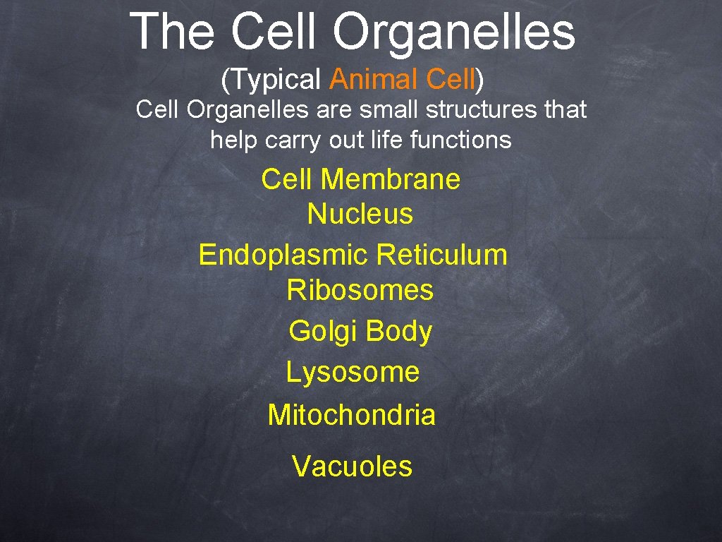 The Cell Organelles (Typical Animal Cell) Cell Organelles are small structures that help carry
