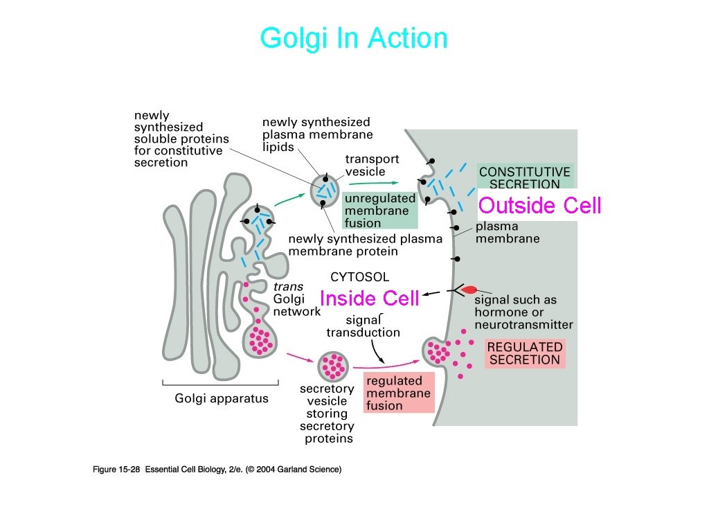 Golgi In Action Outside Cell Inside Cell 