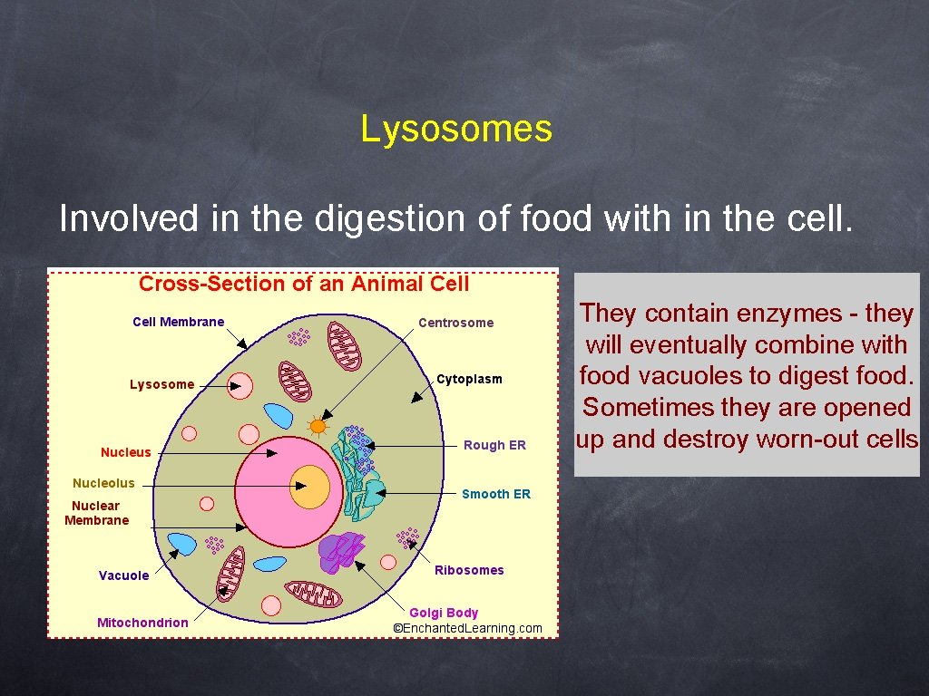 Lysosomes Involved in the digestion of food with in the cell. They contain enzymes