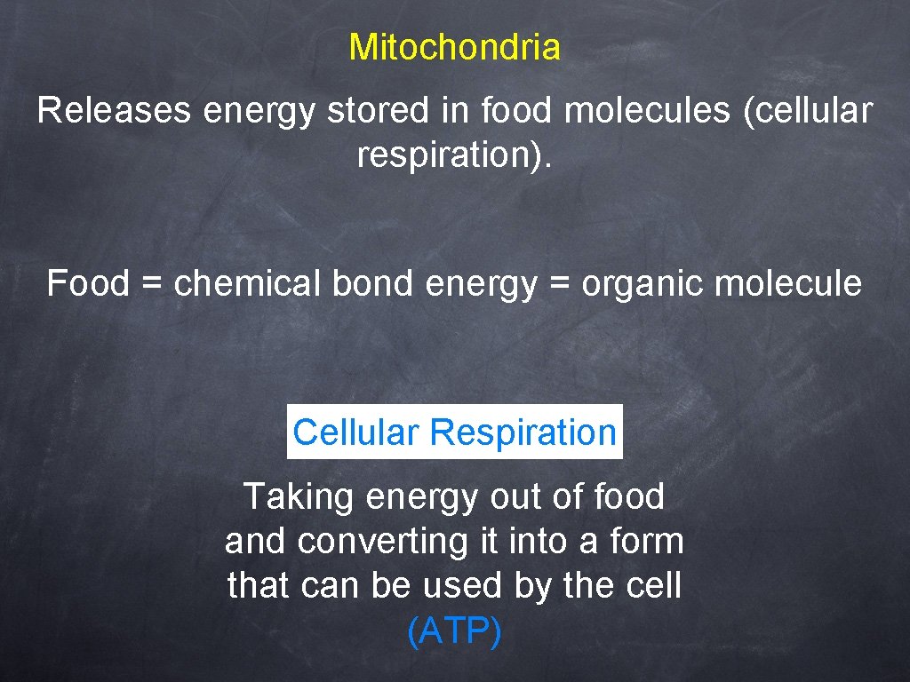 Mitochondria Releases energy stored in food molecules (cellular respiration). Food = chemical bond energy
