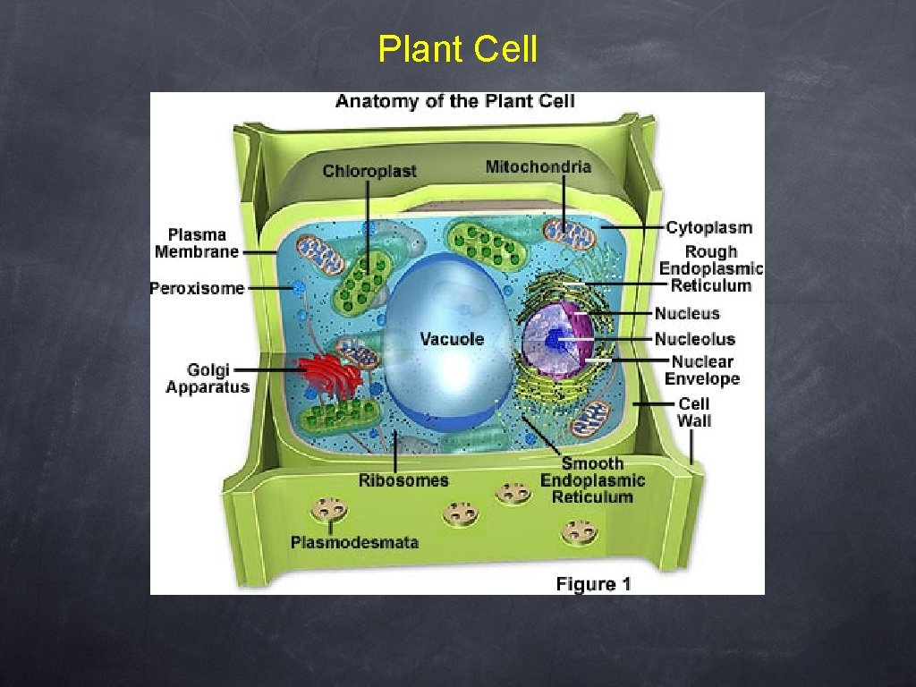 Plant Cell 