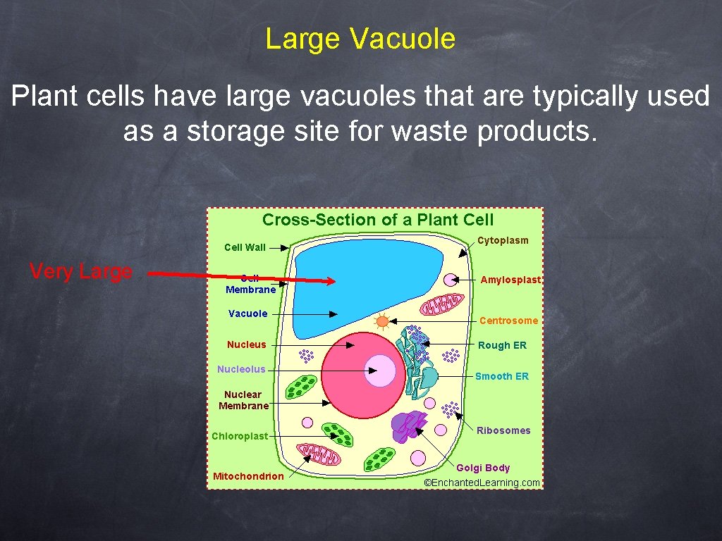 Large Vacuole Plant cells have large vacuoles that are typically used as a storage