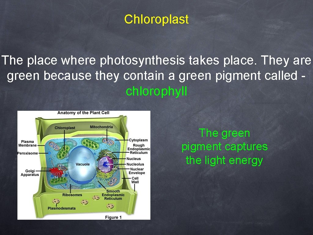 Chloroplast The place where photosynthesis takes place. They are green because they contain a