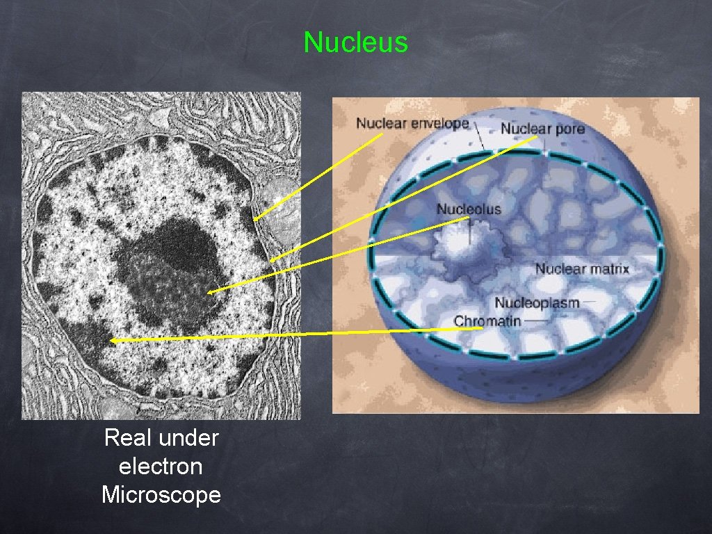 Nucleus Real under electron Microscope 