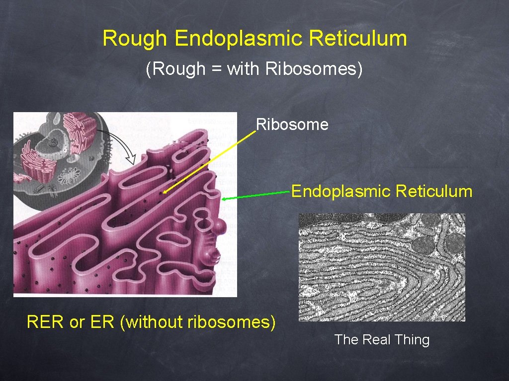 Rough Endoplasmic Reticulum (Rough = with Ribosomes) Ribosome Endoplasmic Reticulum RER or ER (without